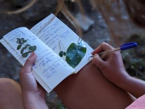 Realisation-d'un-herbier-pendant-le-stage